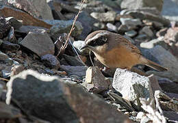 Brown Accentor