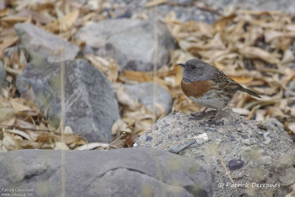 Accenteur rougegorgeadulte, habitat, camouflage, pigmentation