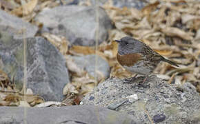 Robin Accentor