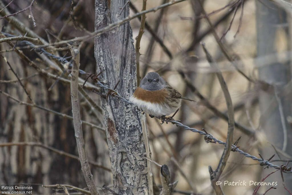 Robin Accentoradult, habitat, pigmentation