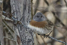 Robin Accentor