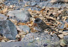 Robin Accentor