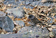 Accenteur rougegorge