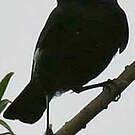 Ada clignot