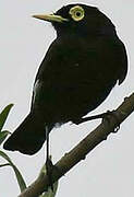 Spectacled Tyrant