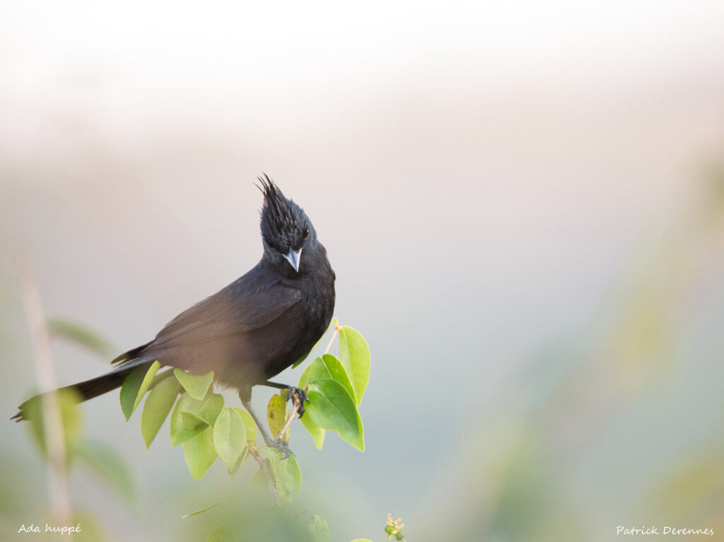 Crested Black Tyrant, identification, habitat