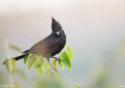 Crested Black Tyrant