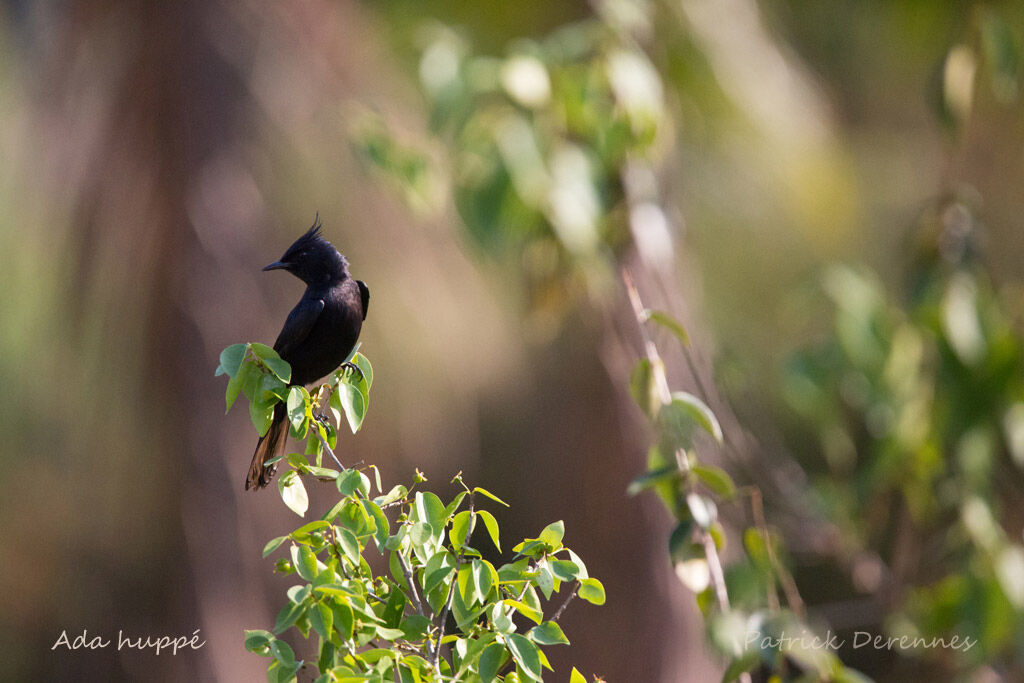 Crested Black Tyrant, identification, habitat