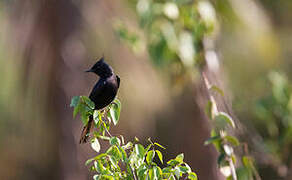 Crested Black Tyrant