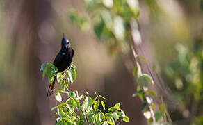 Crested Black Tyrant