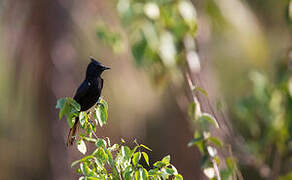 Crested Black Tyrant