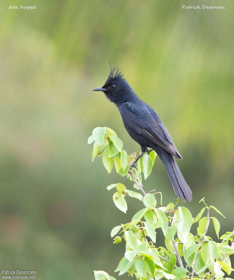 Crested Black Tyrant, identification