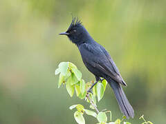 Crested Black Tyrant