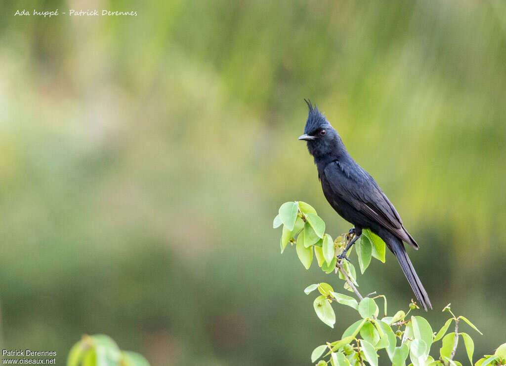 Crested Black Tyrantadult, identification