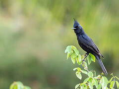 Crested Black Tyrant