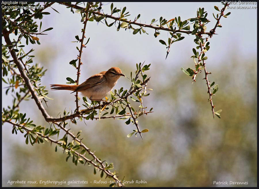 Rufous-tailed Scrub Robin