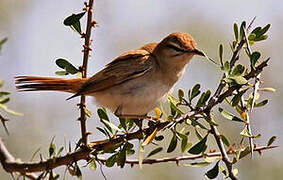 Rufous-tailed Scrub Robin