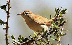 Rufous-tailed Scrub Robin