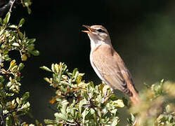 Rufous-tailed Scrub Robin