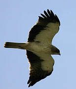 Booted Eagle