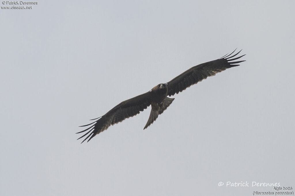 Booted Eagle