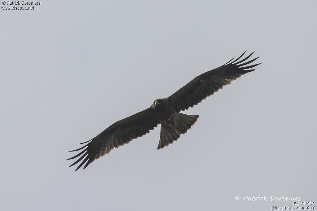 Booted Eagle, Flight