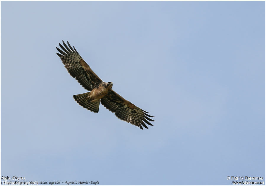 Aigle d'Ayresjuvénile, Vol