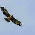 Aigle d'Ayres