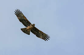 Ayres's Hawk-Eagle