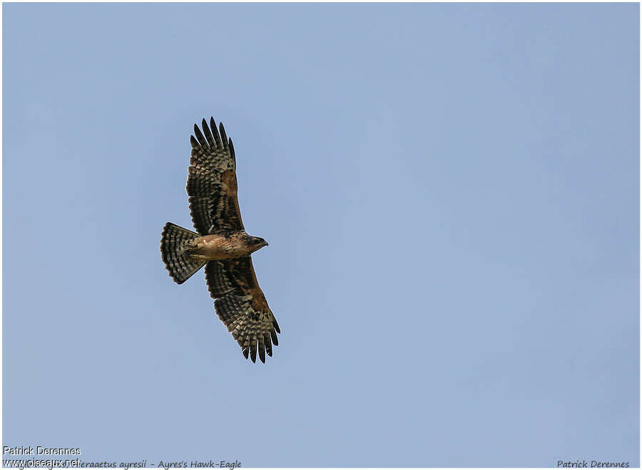 Aigle d'Ayresjuvénile, pigmentation, Vol