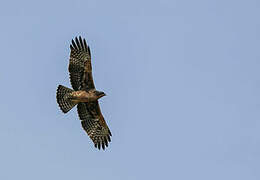 Ayres's Hawk-Eagle