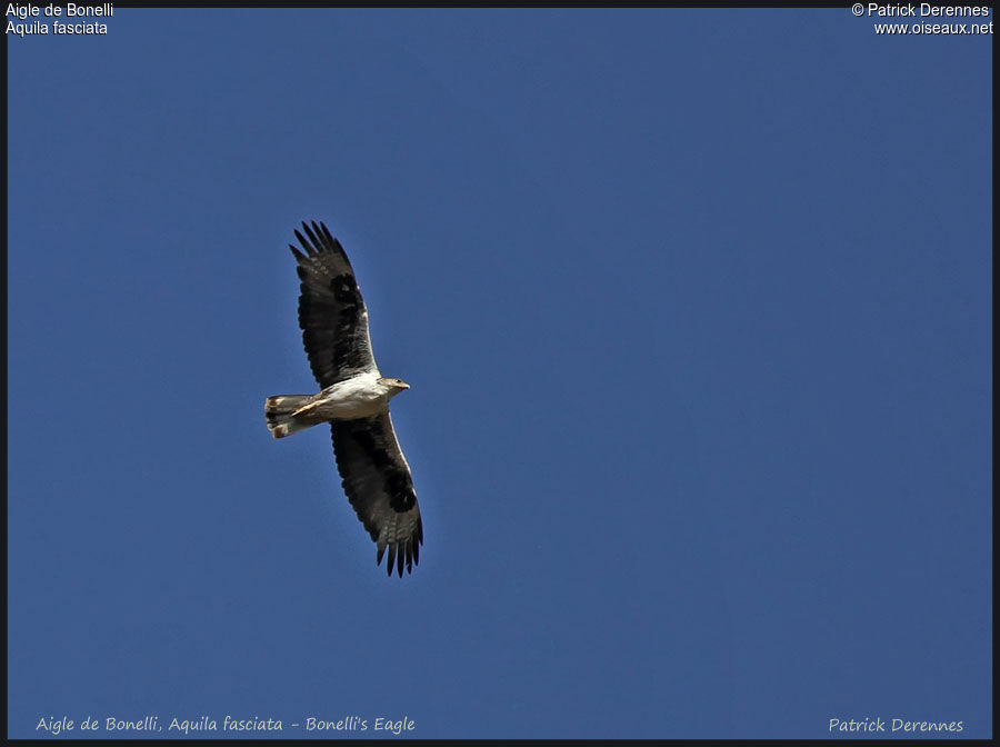 Aigle de Bonelli