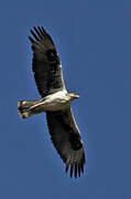 Bonelli's Eagle