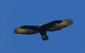 Aigle de Verreaux