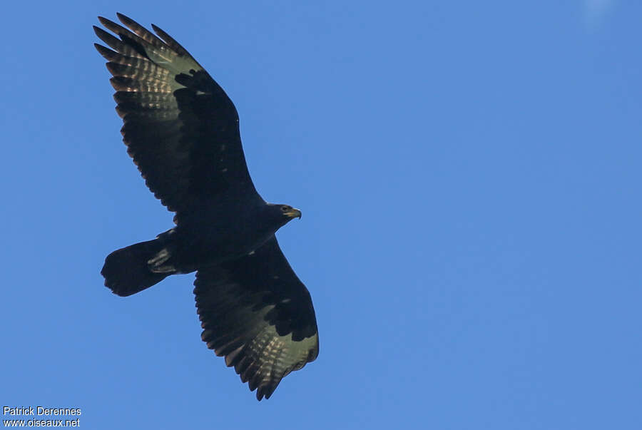 Aigle de Verreauxadulte, Vol