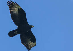 Aigle de Verreaux