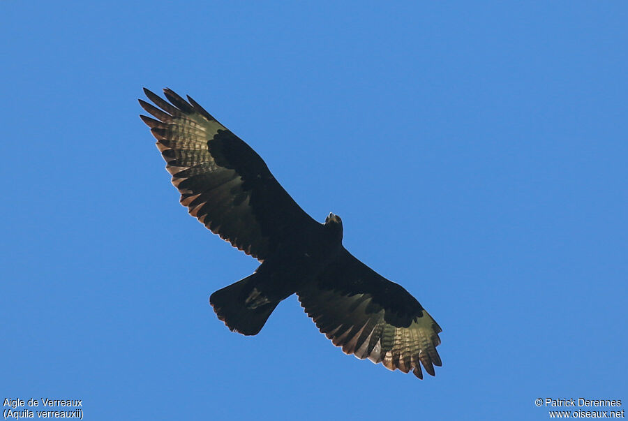 Aigle de Verreauxadulte, Vol