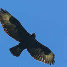 Aigle de Verreaux