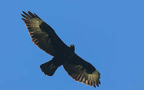 Verreaux's Eagle