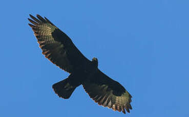 Aigle de Verreaux