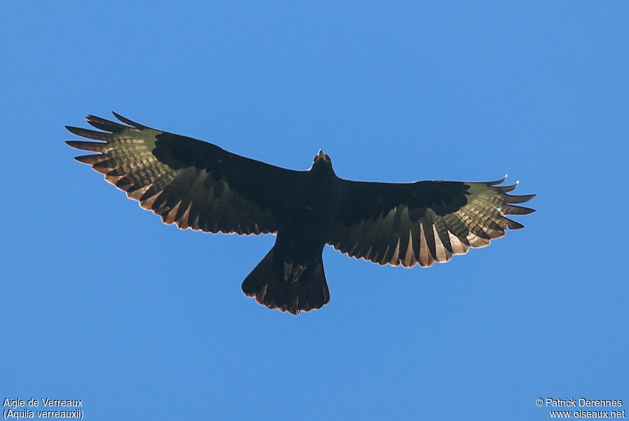 Aigle de Verreauxadulte, Vol