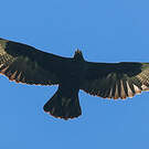 Aigle de Verreaux