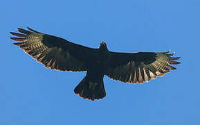 Verreaux's Eagle