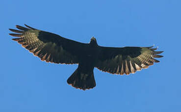 Aigle de Verreaux