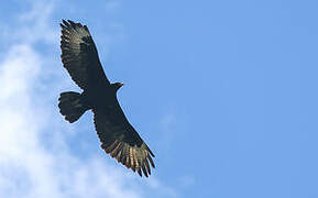 Verreaux's Eagle