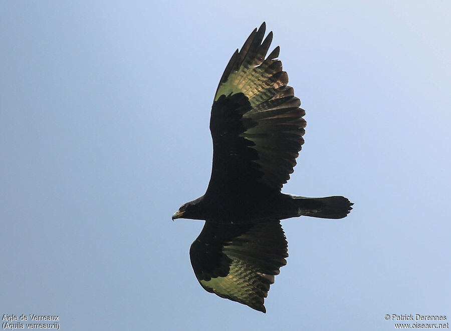 Aigle de Verreauxadulte, Vol