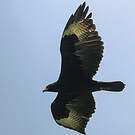 Aigle de Verreaux