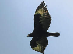 Verreaux's Eagle