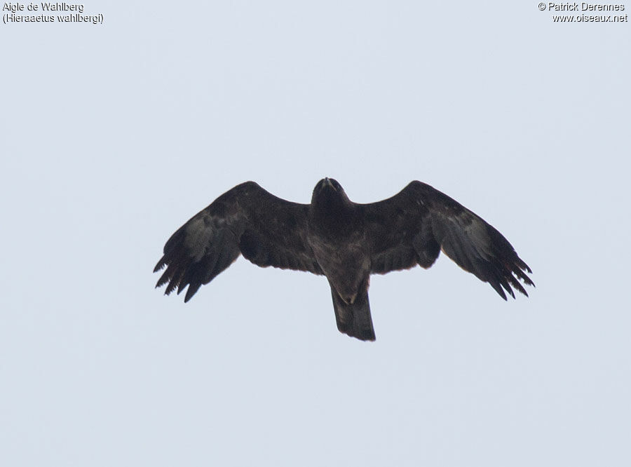 Wahlberg's Eagle