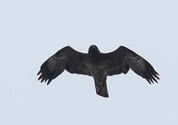 Wahlberg's Eagle